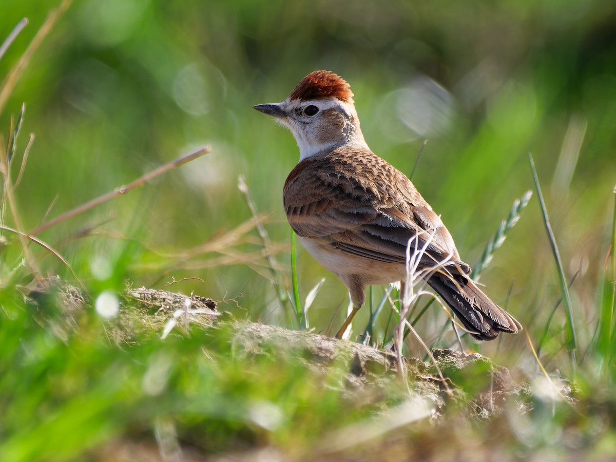 Red-capped Lark - ML609084678