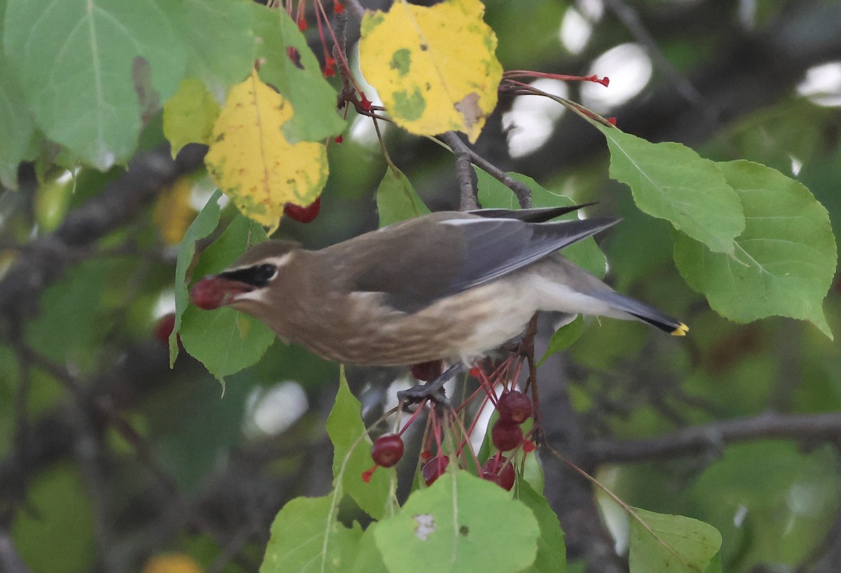 Cedar Waxwing - ML609084690