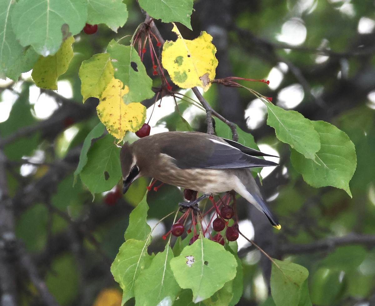 Cedar Waxwing - ML609084691
