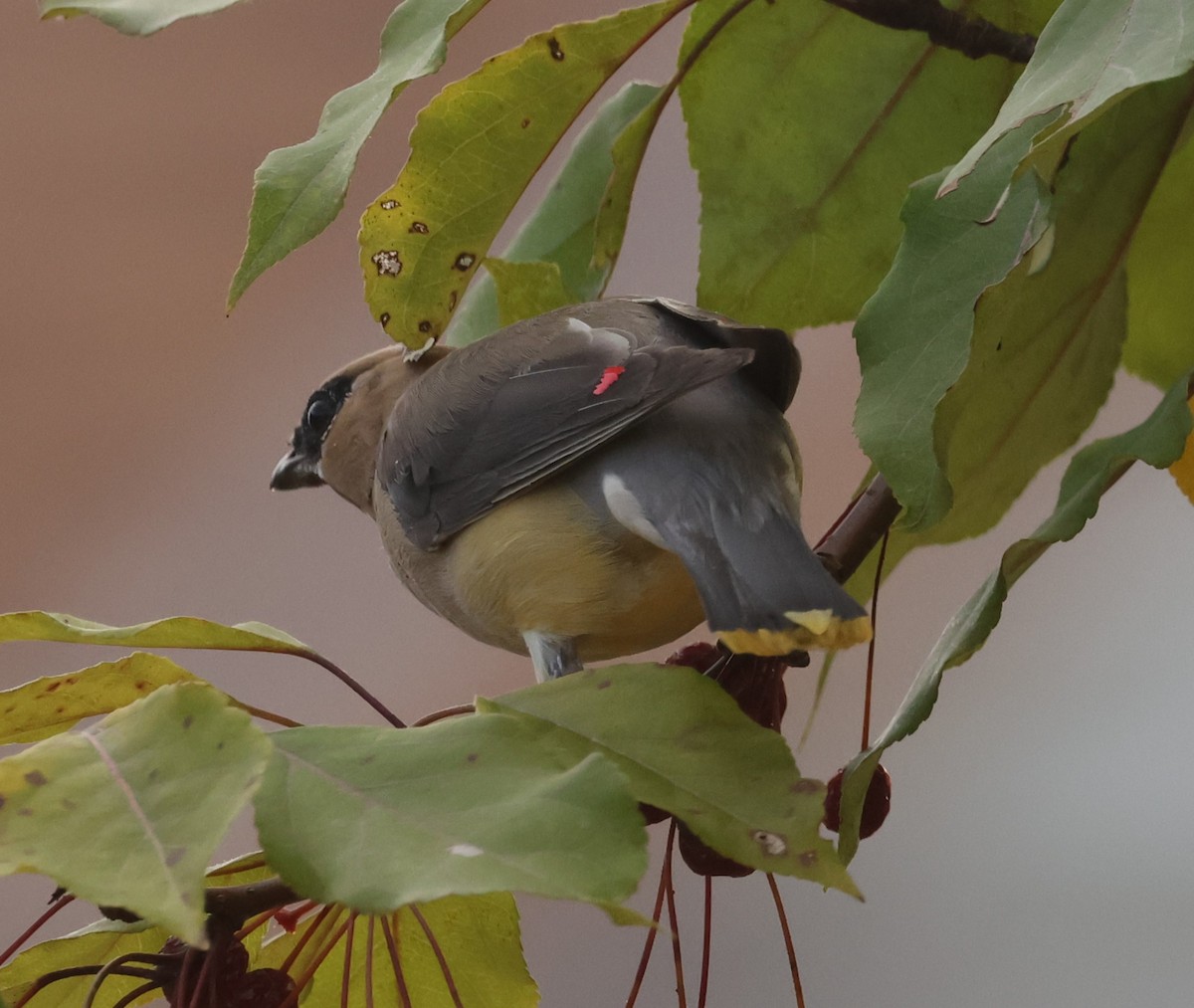 Cedar Waxwing - ML609084692
