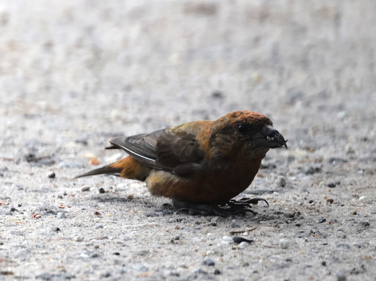 Red Crossbill - ML609084738