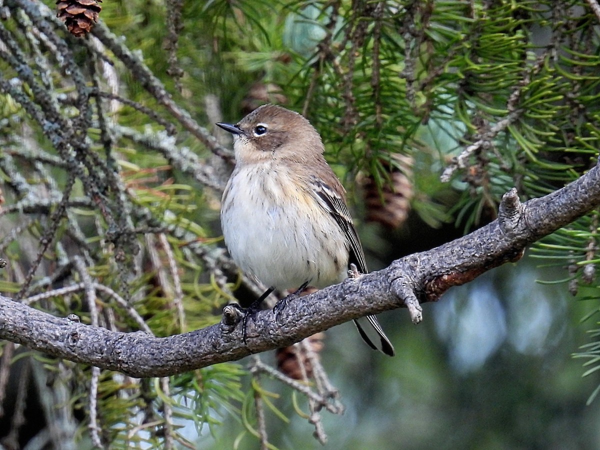 Yellow-rumped Warbler - ML609084761