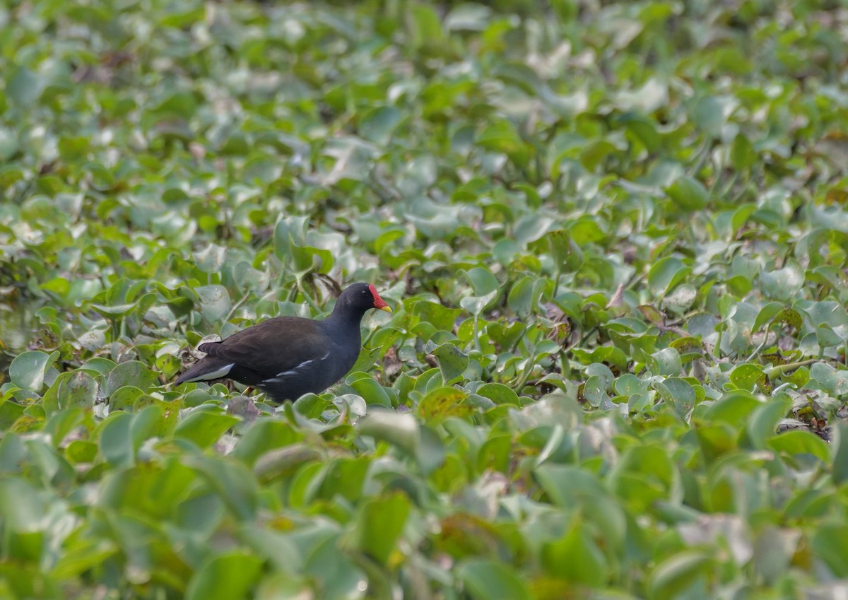 Eurasian Moorhen - Sathish Ramamoorthy