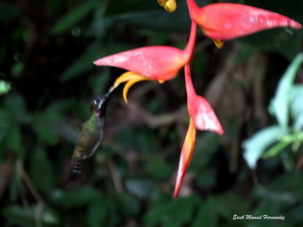 Long-billed Starthroat - ML609084915