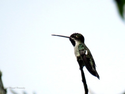 Long-billed Starthroat - ML609084917