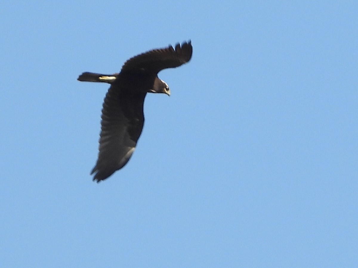 Western Marsh Harrier - ML609084949