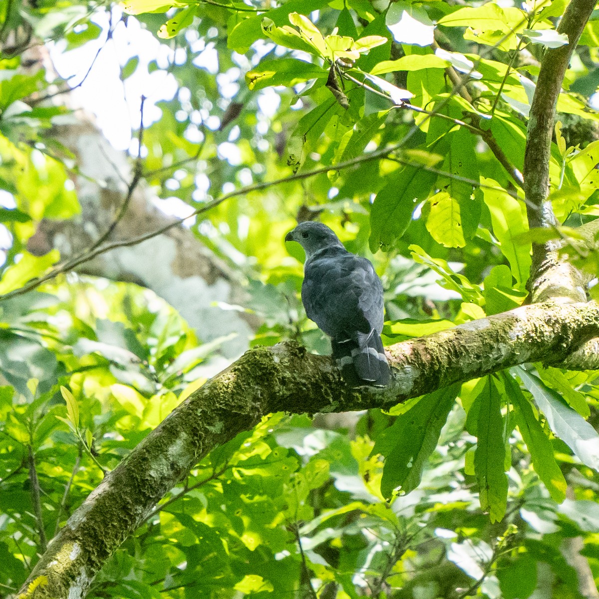 Gray-headed Kite - ML609085007