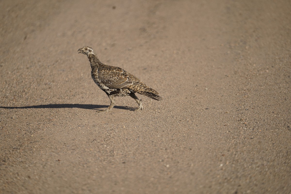 Greater Sage-Grouse - ML609085120