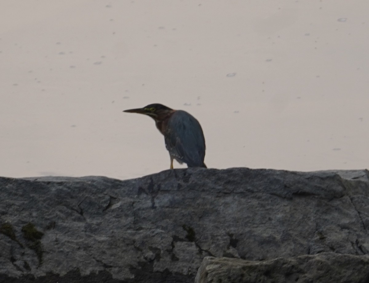 Green Heron - ML609085286