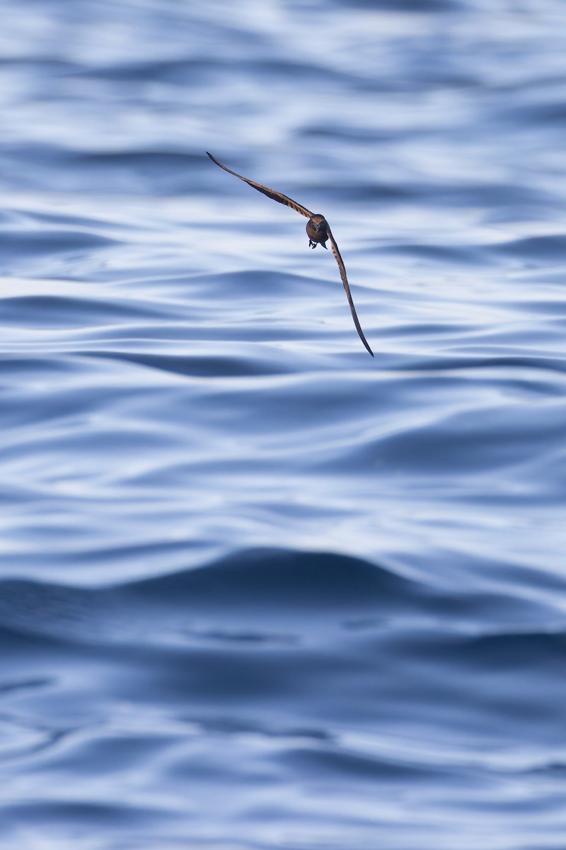 Black Storm-Petrel - Ryan Sanderson