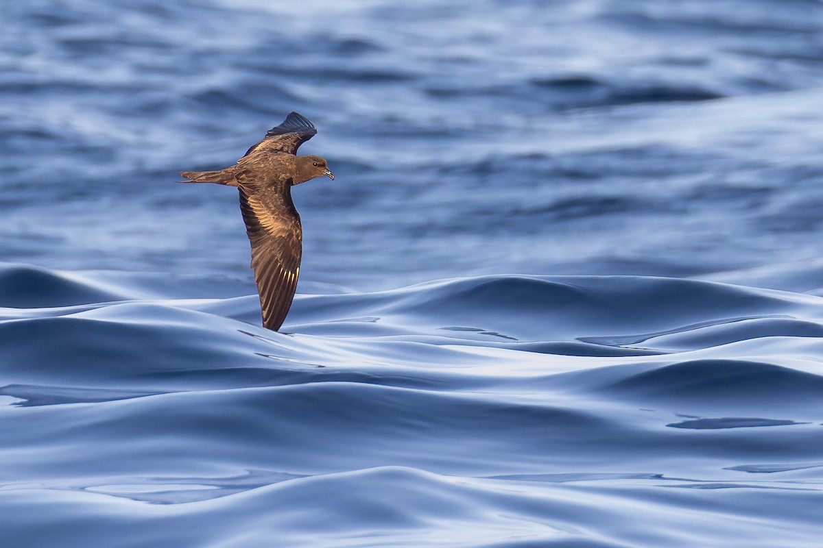 Black Storm-Petrel - Ryan Sanderson