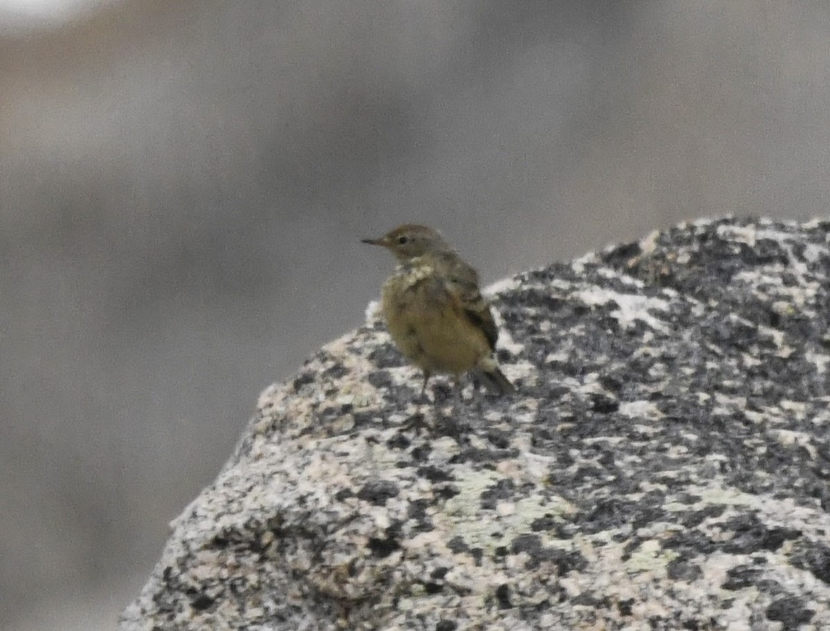 American Pipit - Zachary Peterson