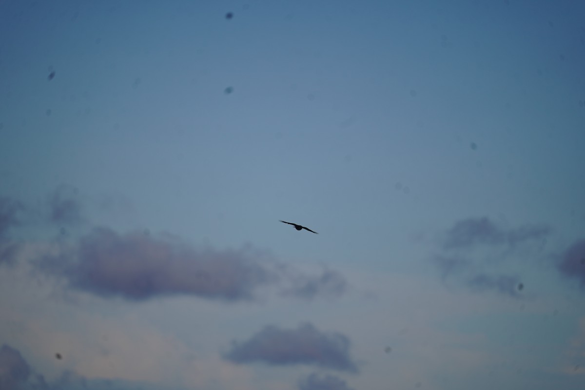 Sharp-shinned Hawk - ML609085420