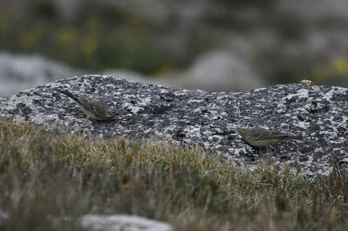 American Pipit - Zachary Peterson