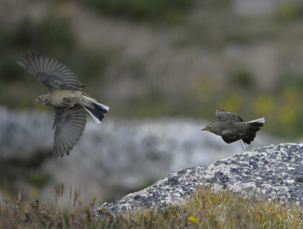 American Pipit - Zachary Peterson