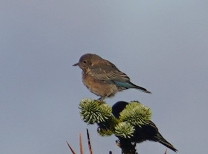 Western Bluebird - ML609085428