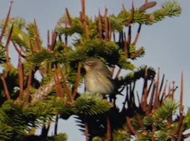 Yellow-rumped Warbler - ML609085432