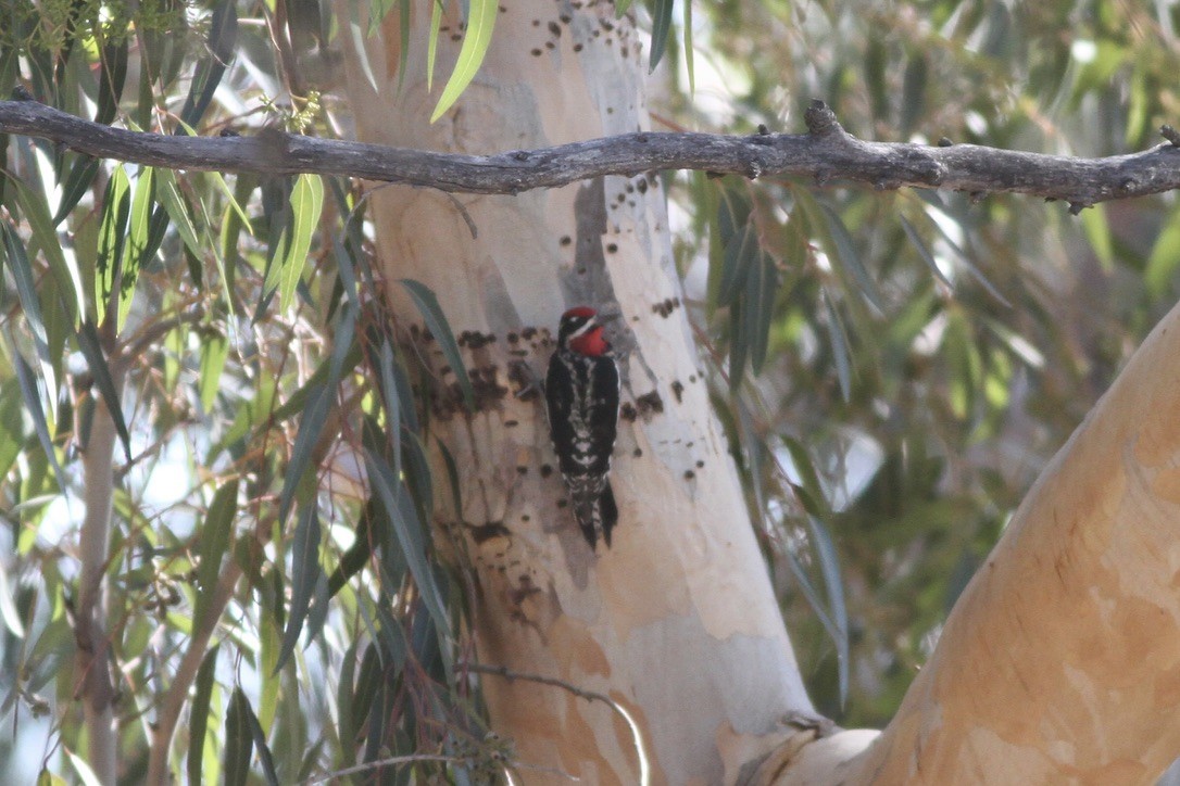 Red-naped Sapsucker - ML609085481