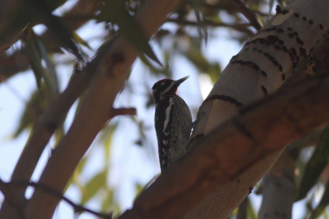 Red-naped Sapsucker - ML609085484