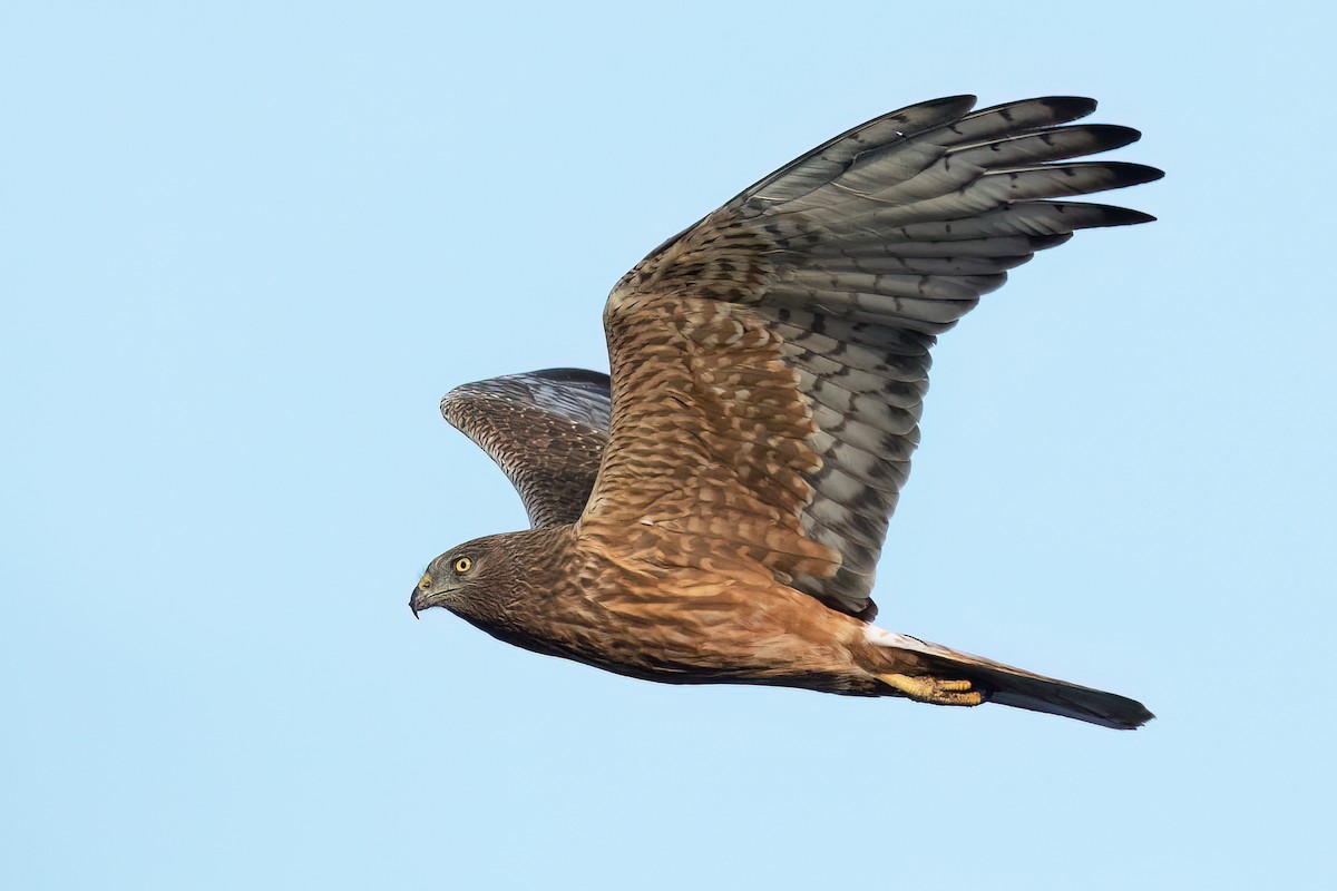 Swamp Harrier - ML609085579