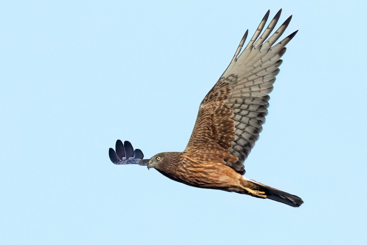 Swamp Harrier - ML609085580