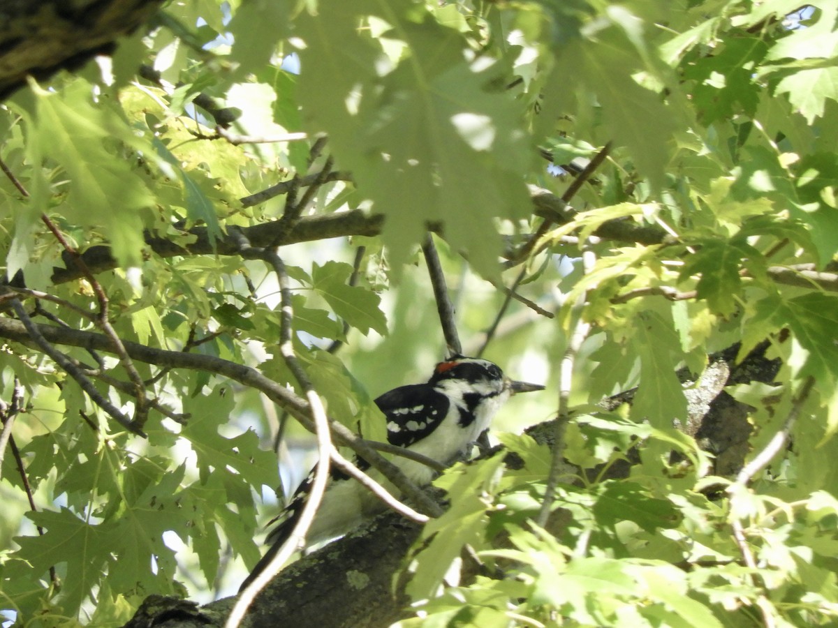 Hairy Woodpecker - Anita M Granger