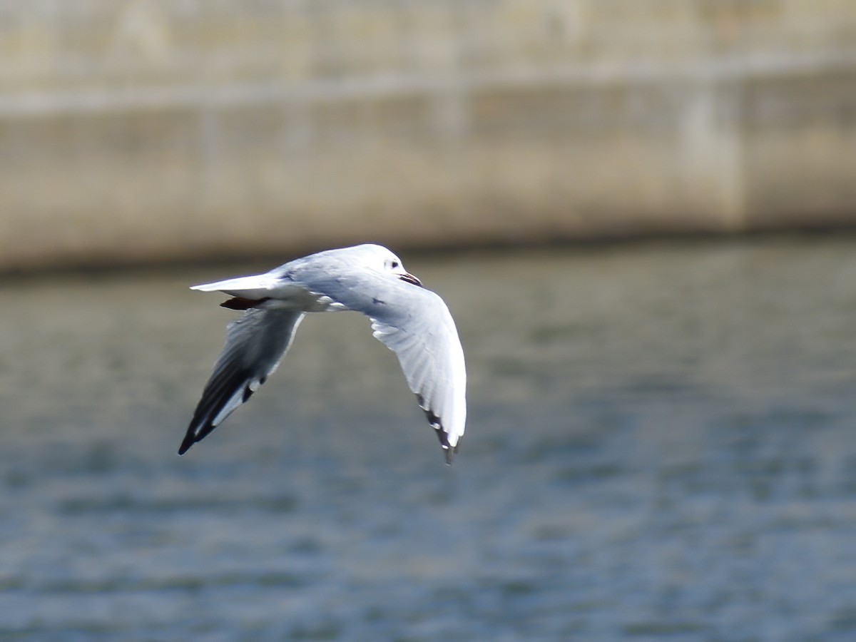 Mouette rieuse - ML609085612