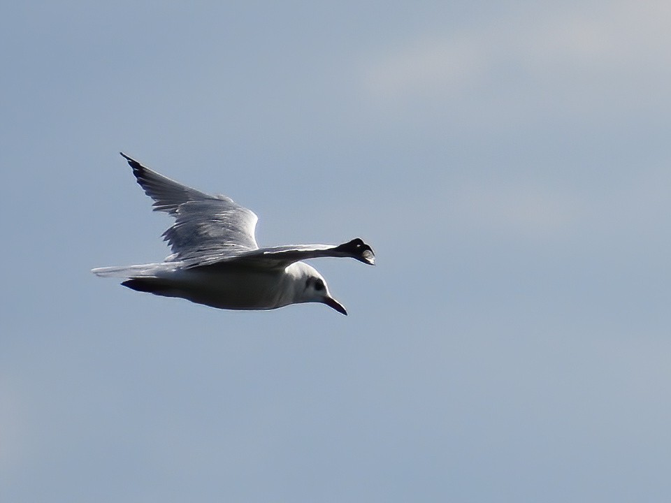 Mouette rieuse - ML609085616