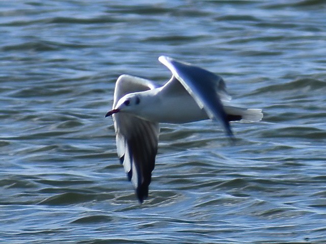 Mouette rieuse - ML609085621