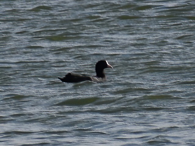 Eurasian Coot - ML609085630