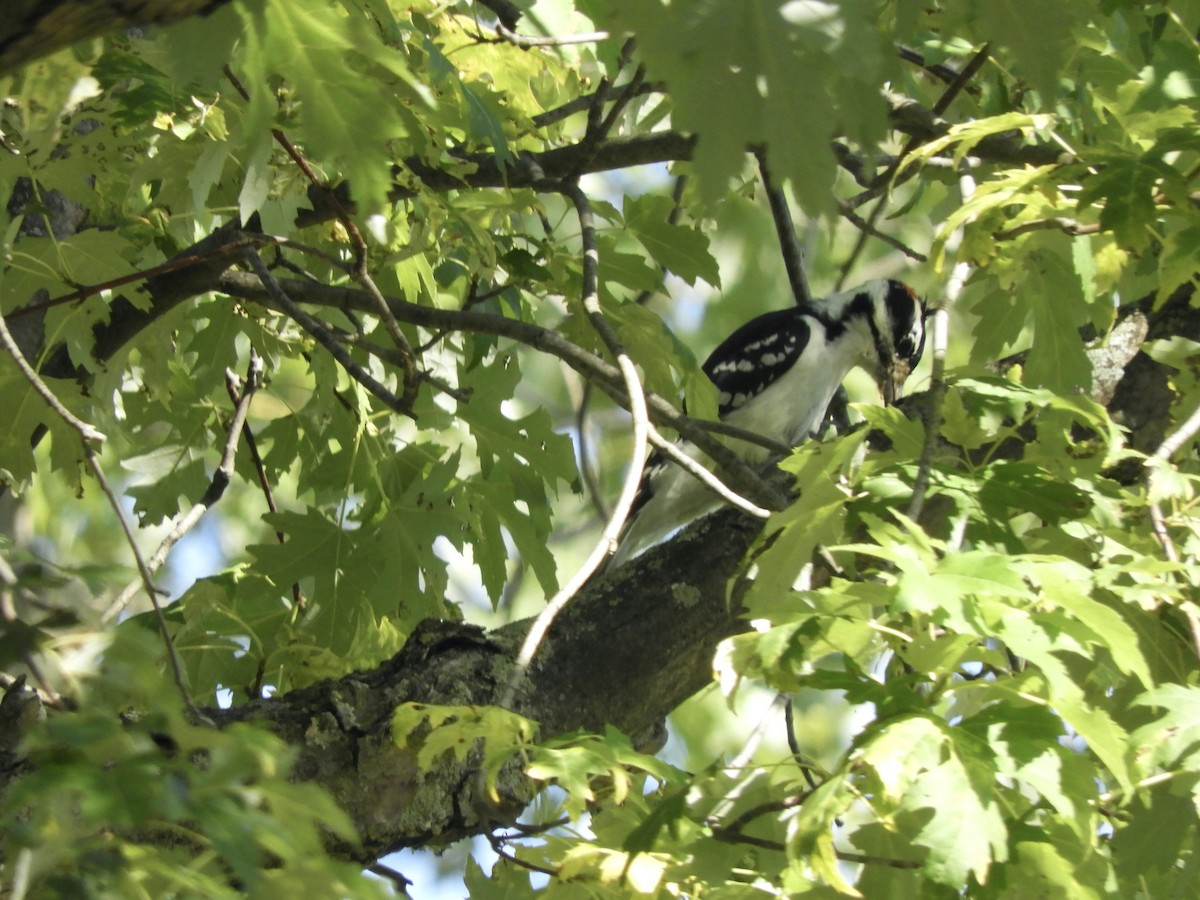 Hairy Woodpecker - Anita M Granger