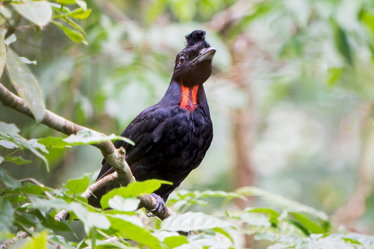 Bare-necked Umbrellabird - ML609085698