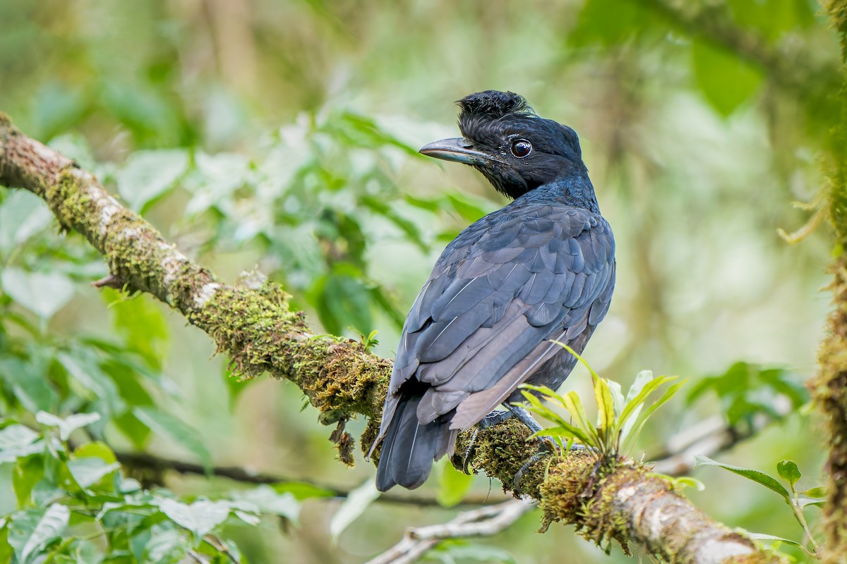 Bare-necked Umbrellabird - ML609085699