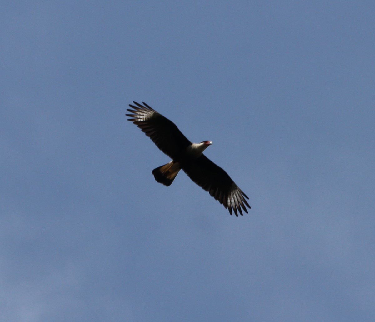 Crested Caracara - ML609085773