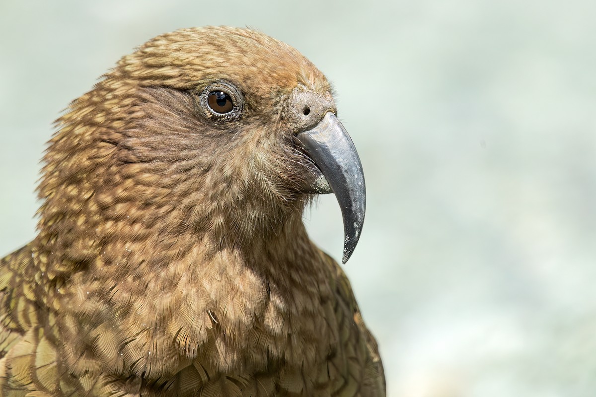 Kea - ML609085838