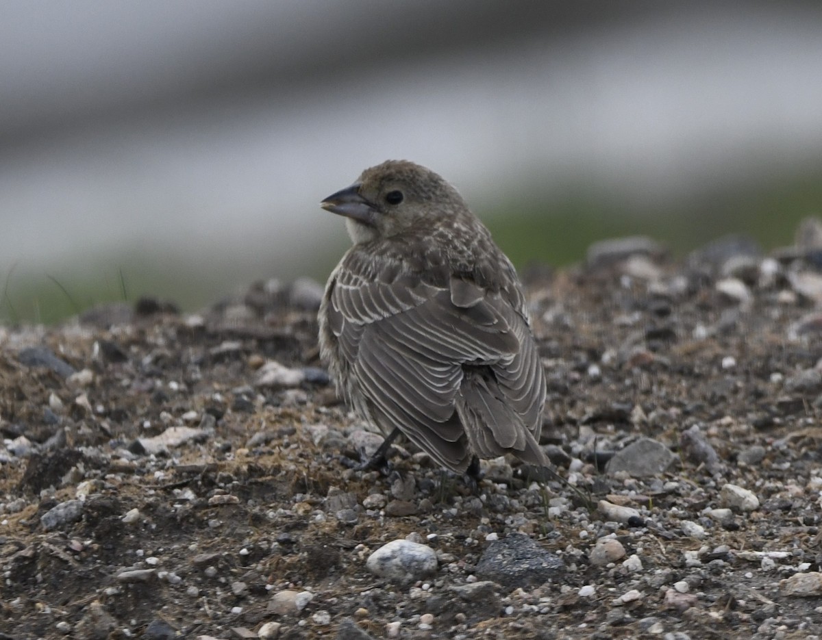 Brown-headed Cowbird - ML609085841