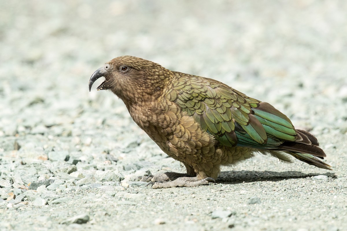 Kea - ML609085842