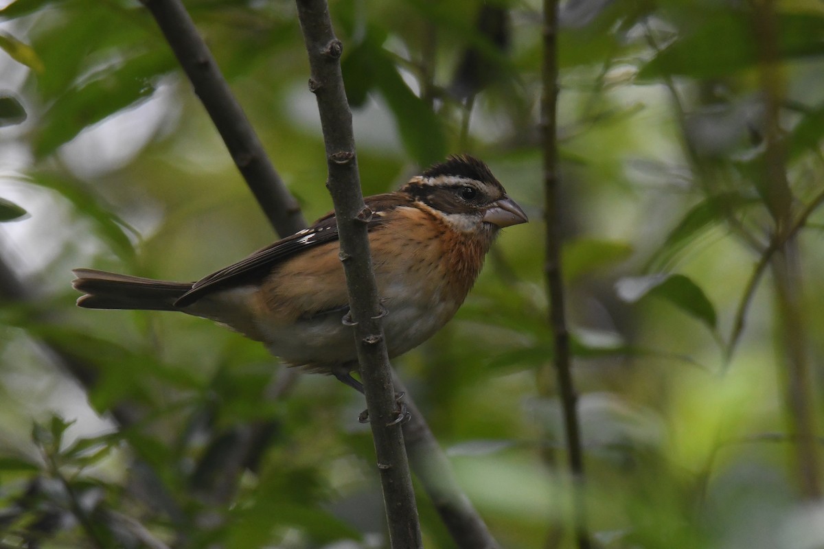 Rose-breasted Grosbeak - ML609085846