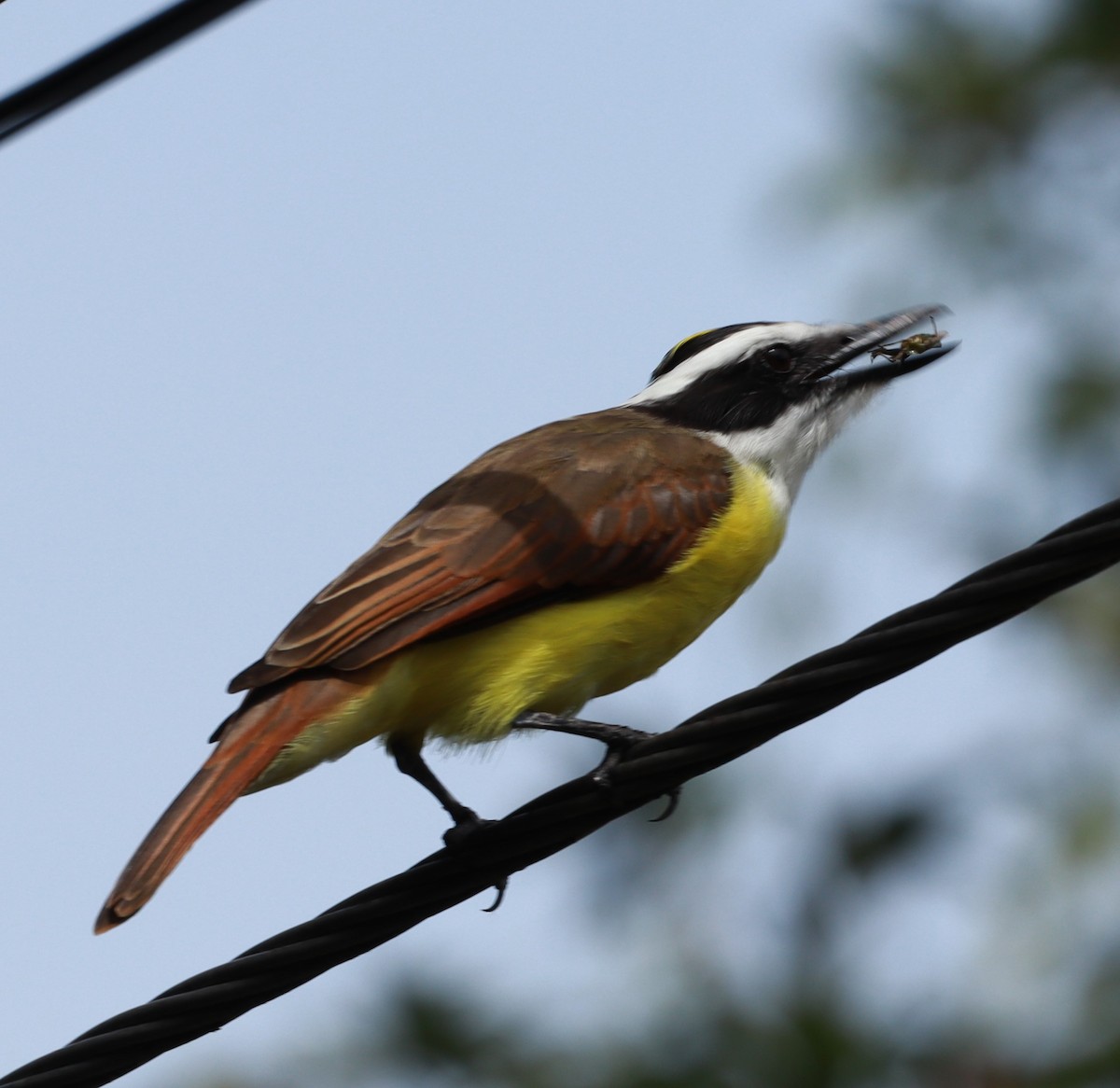 Great Kiskadee - ML609085869