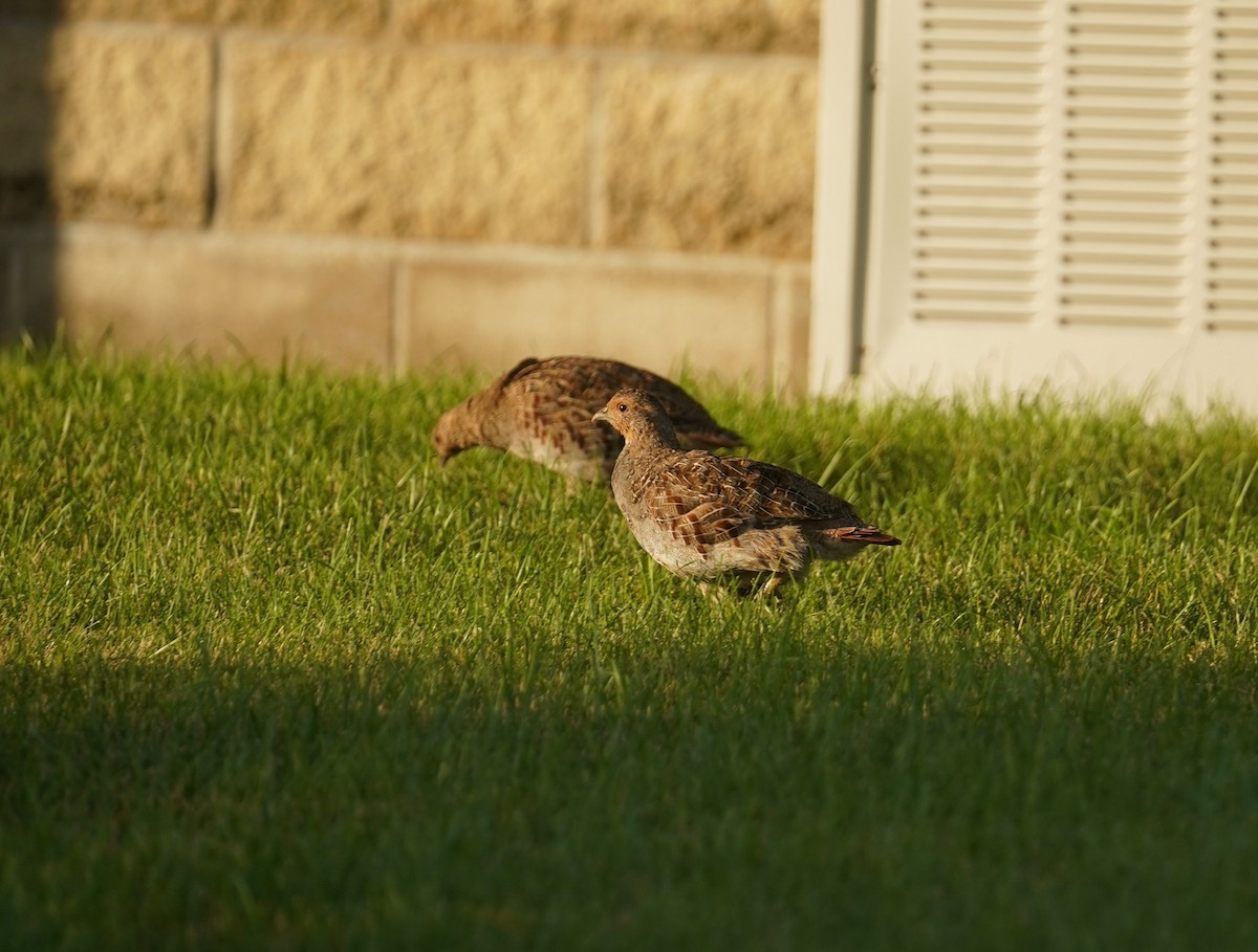 Gray Partridge - ML609085886