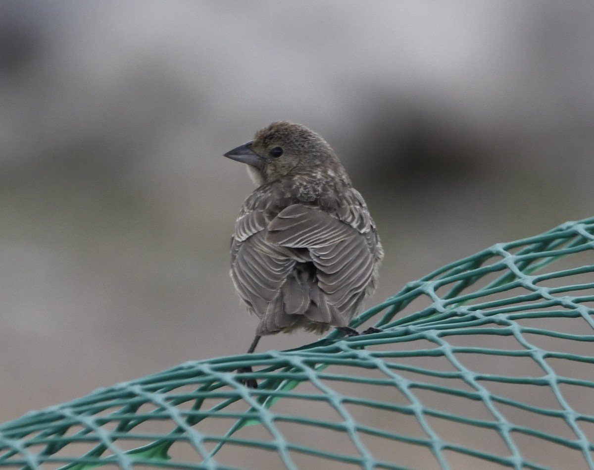 Brown-headed Cowbird - ML609085889