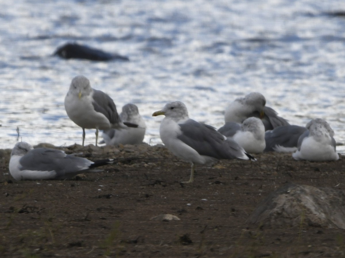California Gull - ML609085907