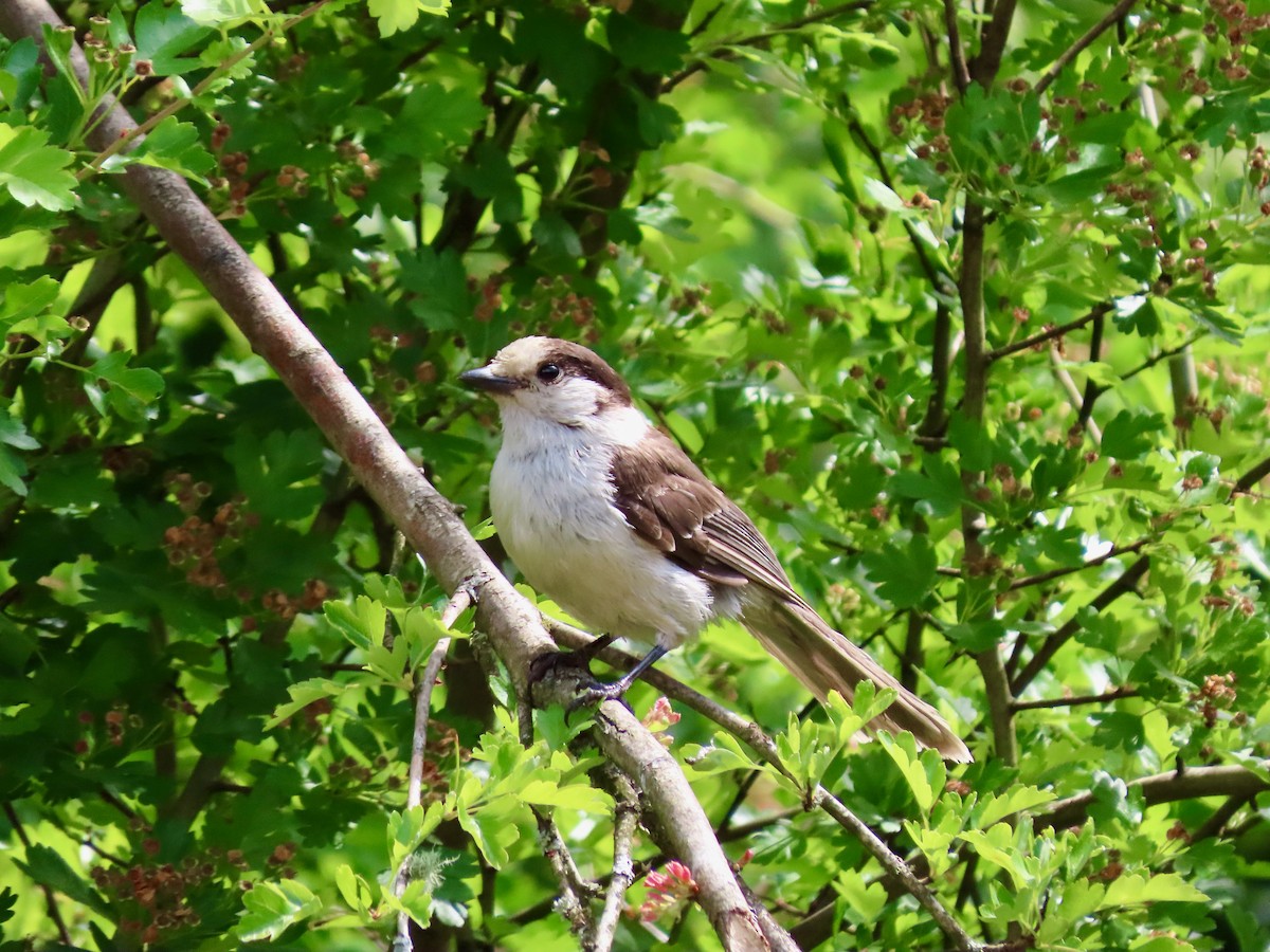 Canada Jay - ML609085970