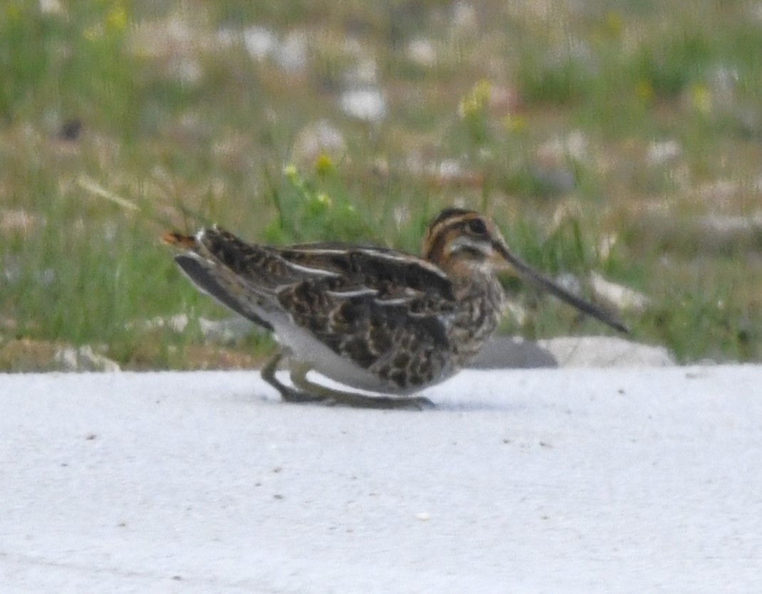 Wilson's Snipe - ML609085971