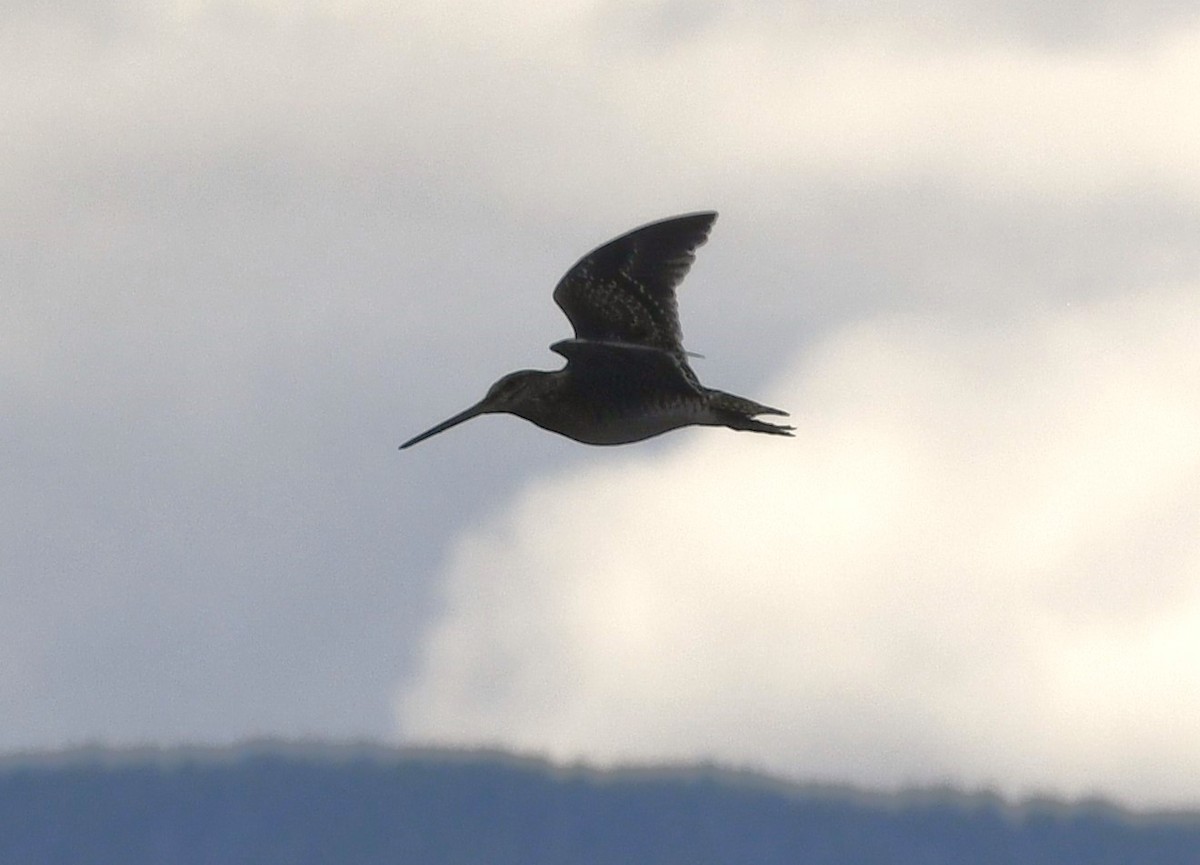 Wilson's Snipe - ML609086014