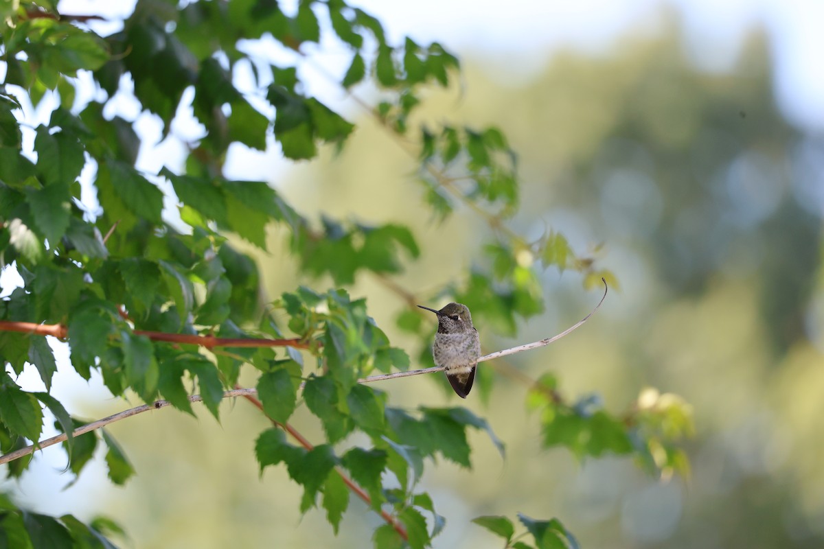 Anna's Hummingbird - ML609086022