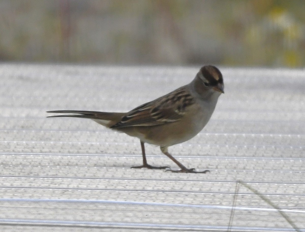 White-crowned Sparrow - ML609086055