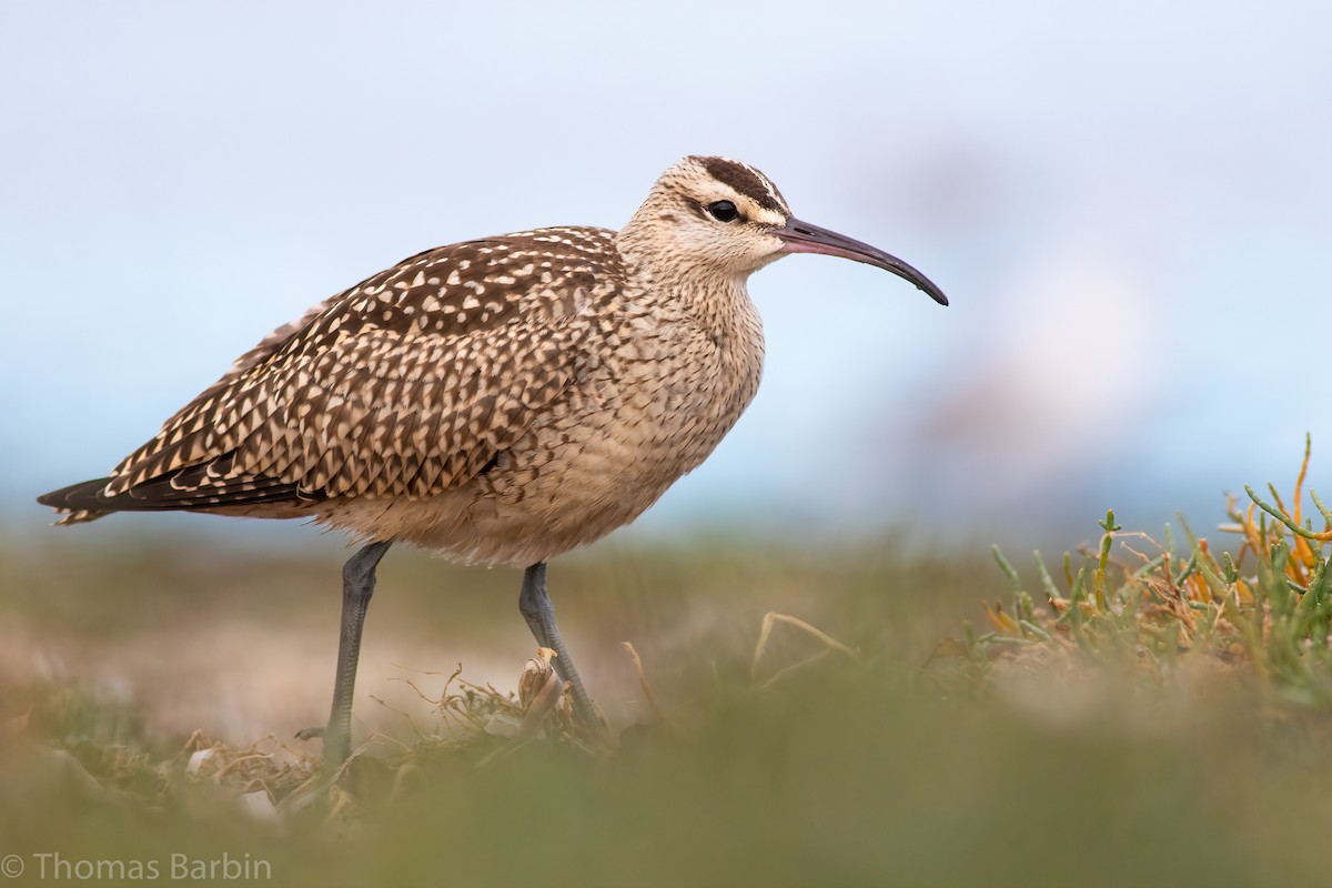 Regenbrachvogel - ML609086082