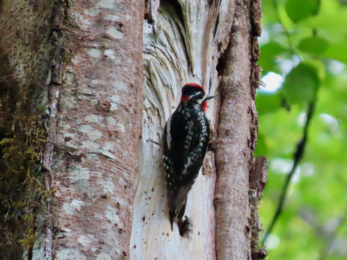 Red-naped Sapsucker - ML609086106