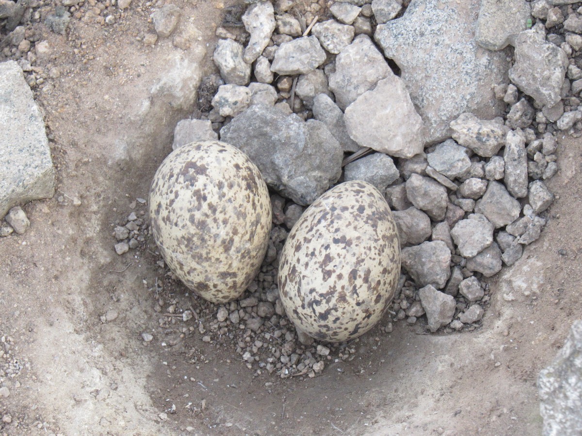 Peruvian Thick-knee - ML609086146